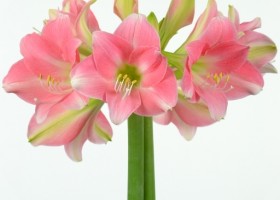 hippeastrum Rebecca (1)